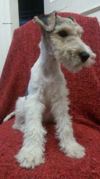 Щенки жесткошерстного фокстерьера в Краснодаре фото 4