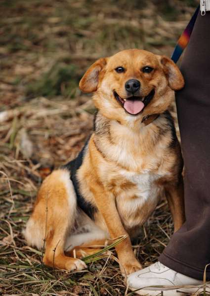 Очаровательная мини-рыжуля Лола ищет дом в Москве фото 5