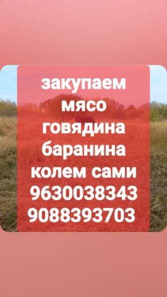 Закупаем мясо говядина баранина колем сами хорошая цена