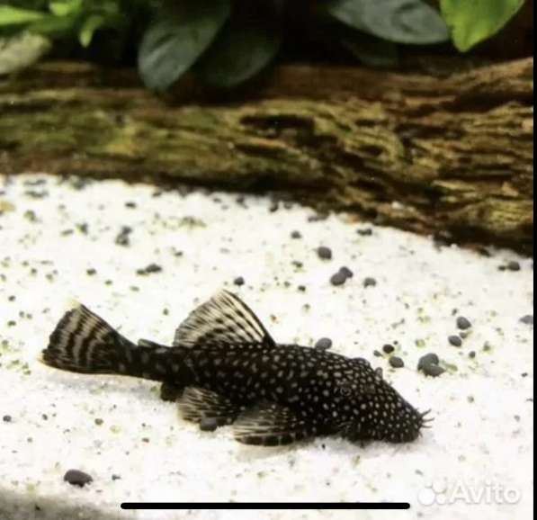 Аквариумные рыбки в Москве фото 5