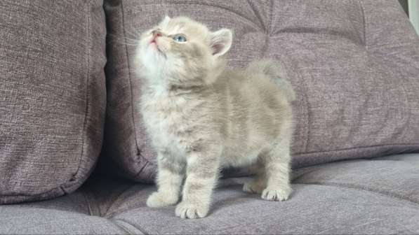 Шотландские вислоухие котята