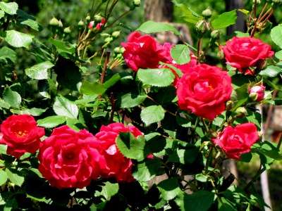 Плетистые розы в Краснодаре