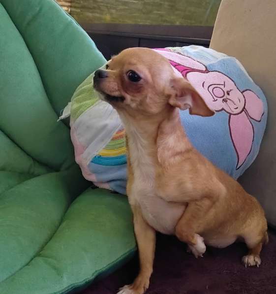 Красивые щенки Чихуахуа мальчики и девочки в Москве