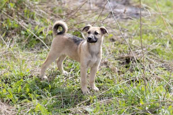 Ласковые щенята в Санкт-Петербурге фото 8