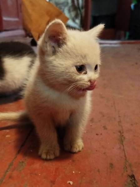Отдам в хорошие руки котят в фото 3