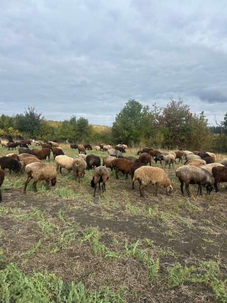 Продам овцаматок в Воронеже
