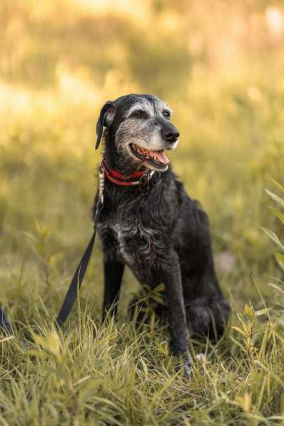 Спокойная мудрая Джулия ищет теплый уголок! в Москве фото 7