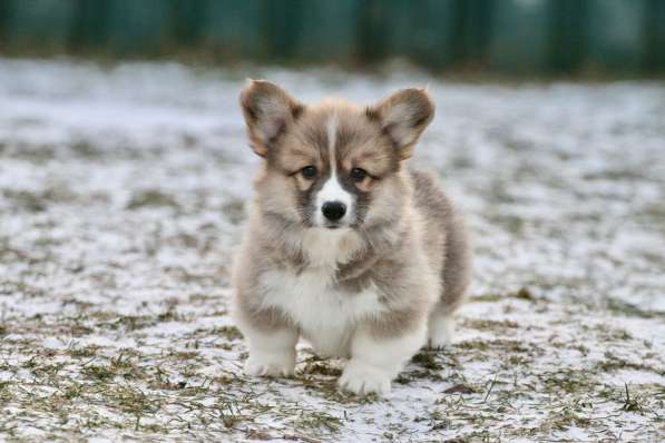 Щенки вельш корги пемброк в Москве фото 8