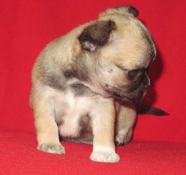 Чихуахуа супер шоу девочка в Санкт-Петербурге фото 8