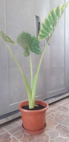 Растение лист 1м в фото 8