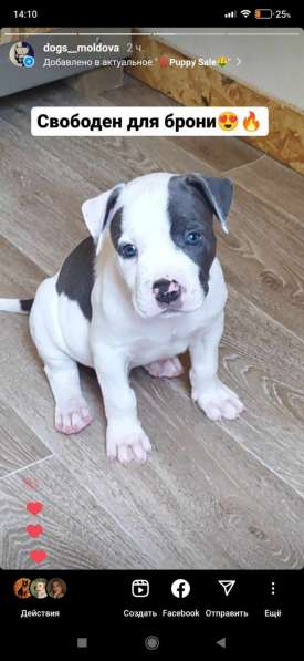 Мощные щенки амстаффа голубых кровей в фото 11