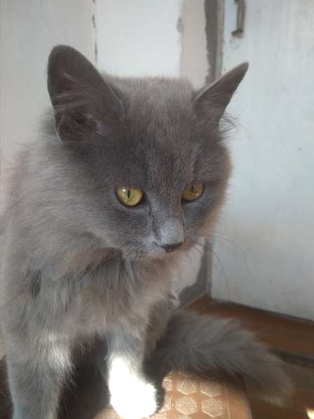 Красивые кошки в Бахчисарае фото 9