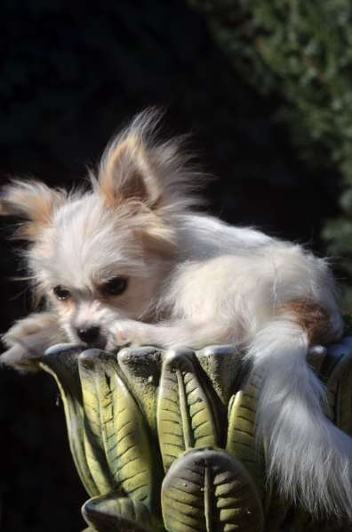 For sale puppy chihuahua в фото 8