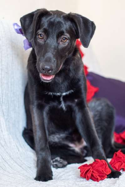 Линси - щенок метис лабрадора в дар в Москве фото 12
