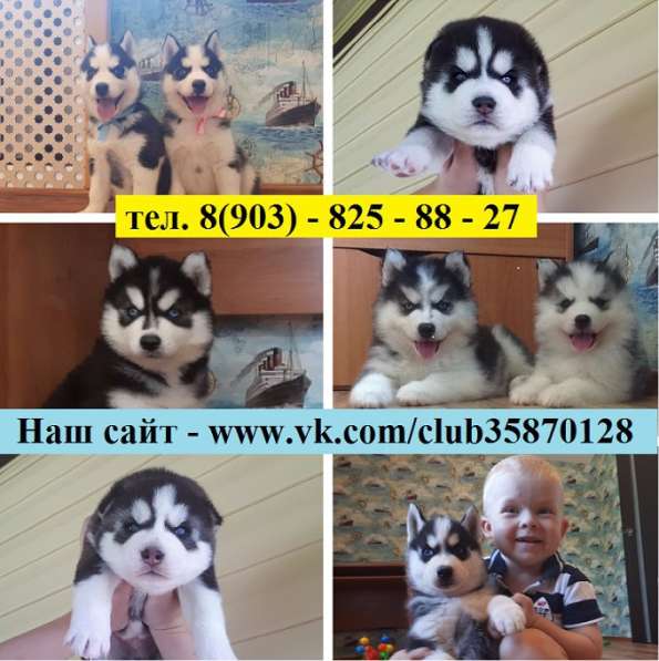 Щеночки малыши хаски. черно-белые. очаровательные в Великом Новгороде