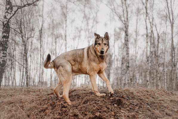 Большой добрый Борман ищет семью в Москве фото 12