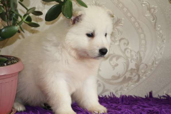 Щенки БШО в Москве фото 49