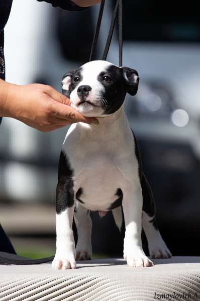 Продажа стаффбуля в Калининграде фото 13