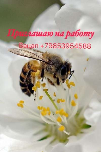 Есть вакансии в международную IT компанию высоких технологий