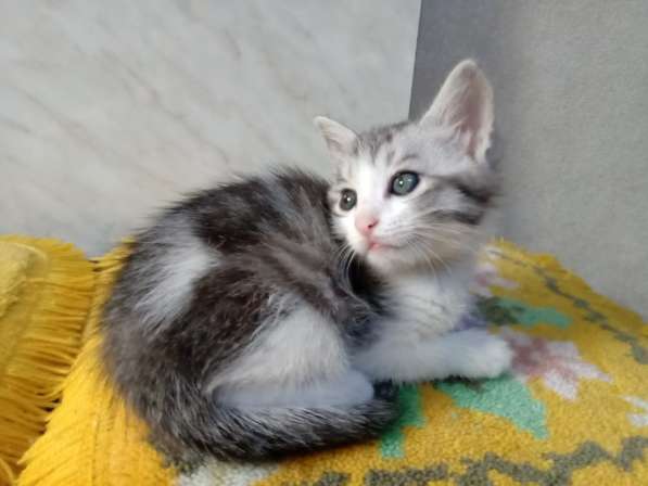 Отдам котят в добрые руки