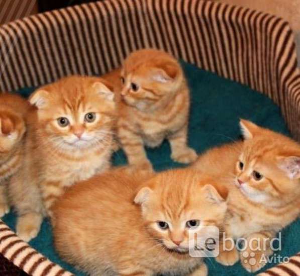 Котята-вислоухие и прямоухие в Костроме