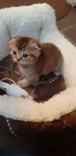 Милые шотландские/британский котята в фото 13