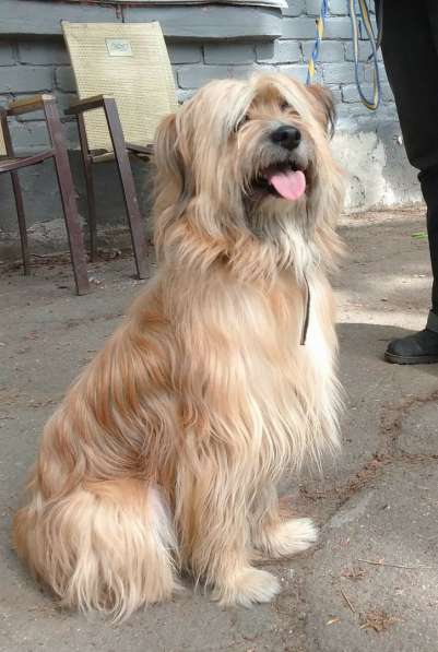 Длинношерстный красавец-пёс ищет дом в Санкт-Петербурге