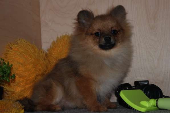Spitz Pomeranian в Москве фото 6