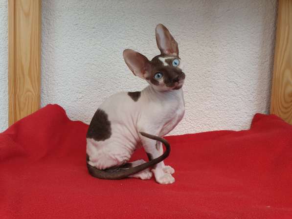 Cornish Rex kittens в Санкт-Петербурге фото 3