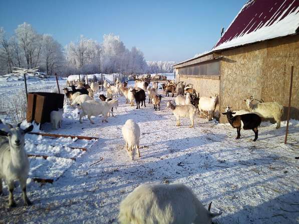 Продам козу, козье мясо в Жуковском фото 4
