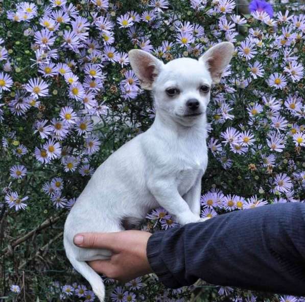 Чихуахуа в фото 6