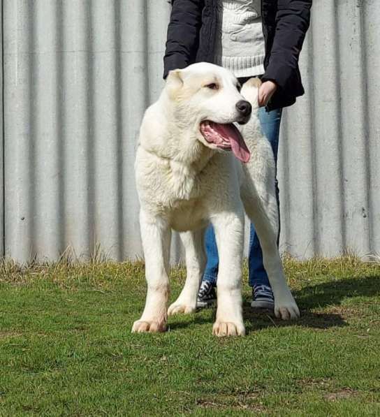 Central Asian Shepherd, Best Puppy Breed в фото 15