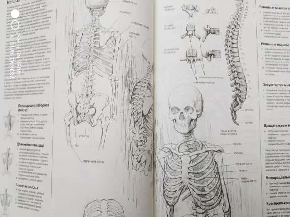 Рисунок. Д. Чиварди. 2 тома. Пластическая анатомия в Твери
