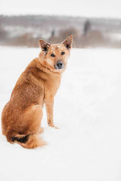 Рыжий - ласковый пес очень ищет дом в Москве фото 3