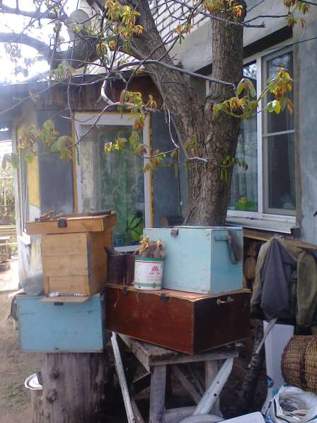 Пчеловоды: с пасекой в Волгограде фото 3