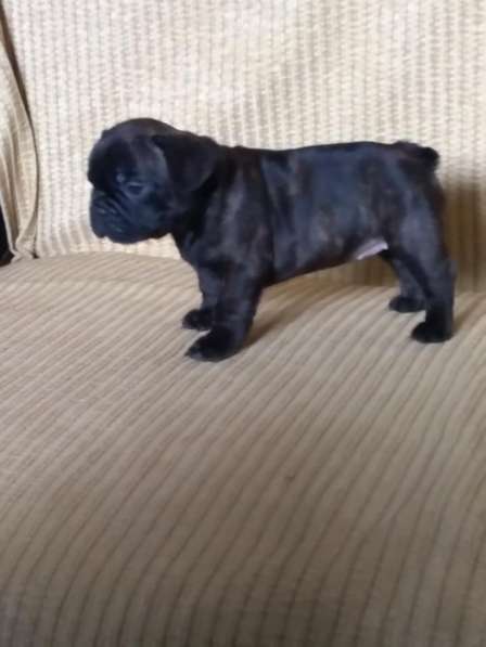 Французские булечки в Кирове фото 16