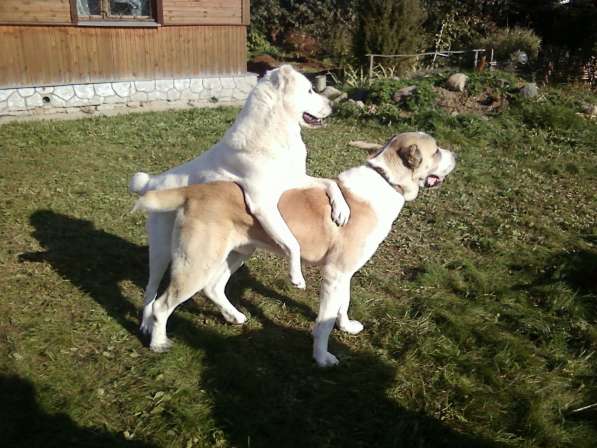 Инструктор по вязкам собак