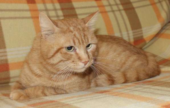 Солнечный зайчик в ваш дом!!! в Москве фото 11