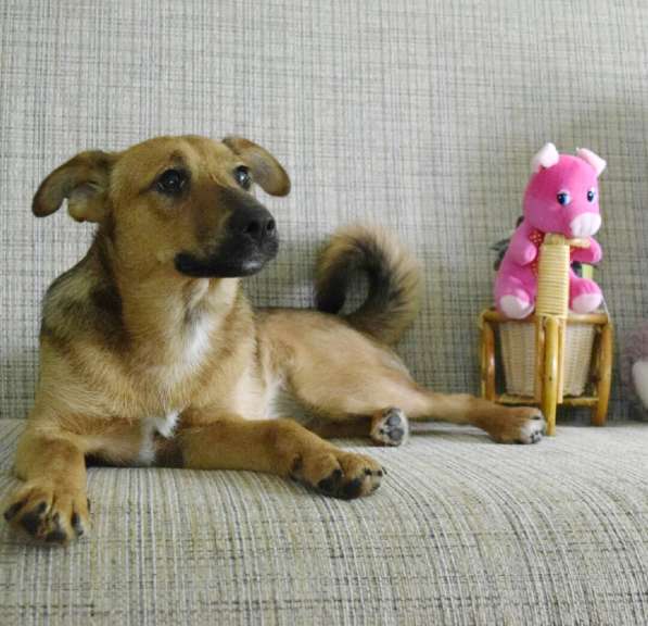 Небольшая диванная собачка ищет дом в Санкт-Петербурге фото 3