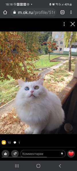 Ищу котёнка Турецкой Ангоры в фото 7