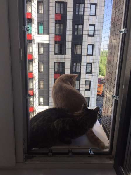 Балкончик для кошек в Москве фото 4