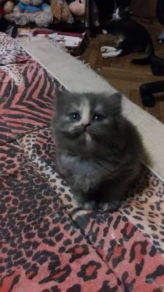 Продам пушистую красавицу с серебристым подшерстком в Санкт-Петербурге фото 4