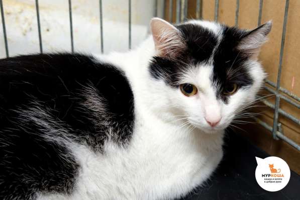 Черно-белый красавец Джоун Сноу мечтает обрести семью в Москве