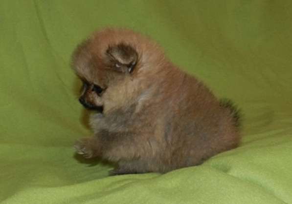 Pomeranian в фото 5