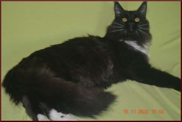 Роскошный черный котик мейн-кун из питомника в Астрахани фото 9