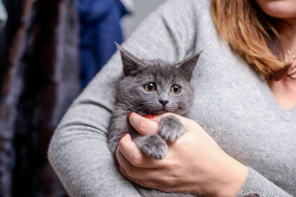 Котенок Шанель - метис британской кошки в дар в Москве фото 3