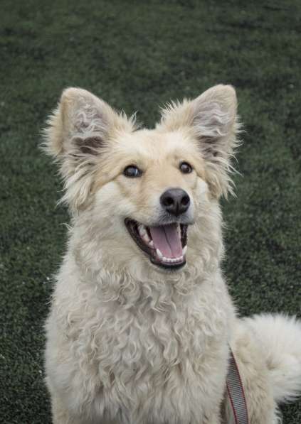 Небольшой как игрушечка пёсик в Санкт-Петербурге фото 10