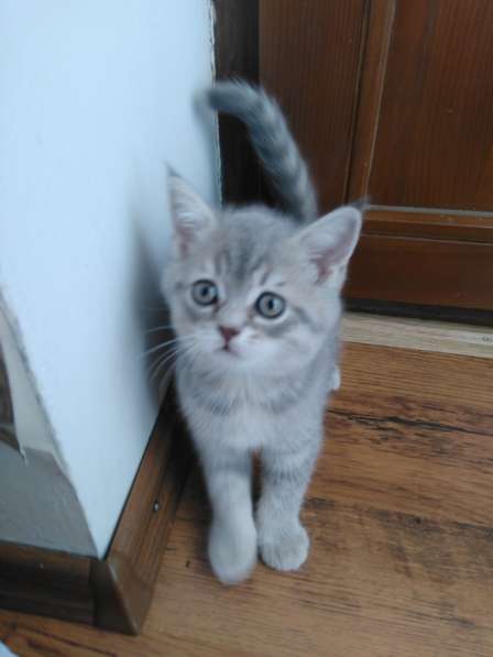 Продаются шотландские котята в Саратове фото 6