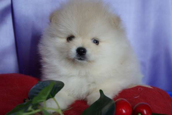 Шпицы мальчики и девочки в Москве фото 12