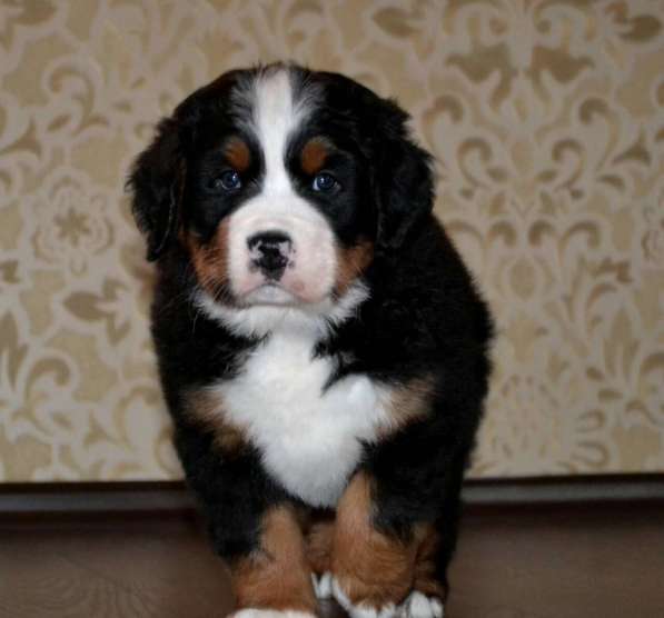 Щенки бернского зенненхунда из питомника в Москве фото 28